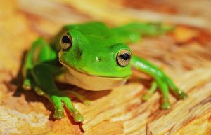 Green Frog