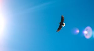 Graceful early flying in a blue sky