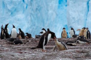 Adult penguin caring for its young